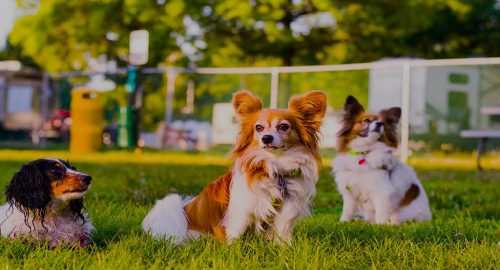 Keeping Dog Parks Clean