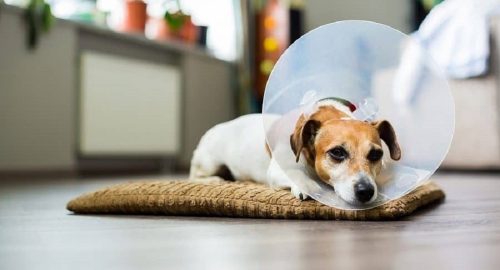 Do dogs cry a lot after being neutered