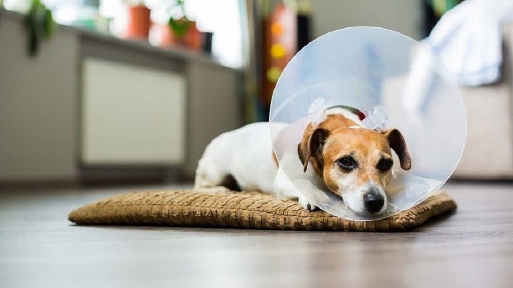 Do dogs cry a lot after being neutered