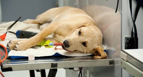 How Long Does It Take for a Dog to Recover from Being Spayed