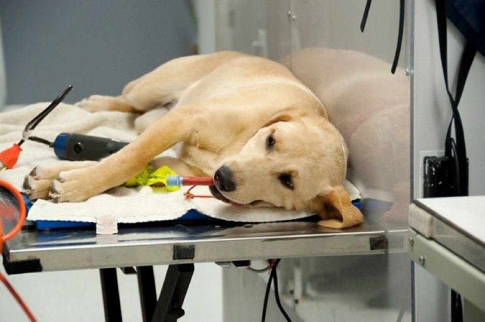 How Long Does It Take for a Dog to Recover from Being Spayed