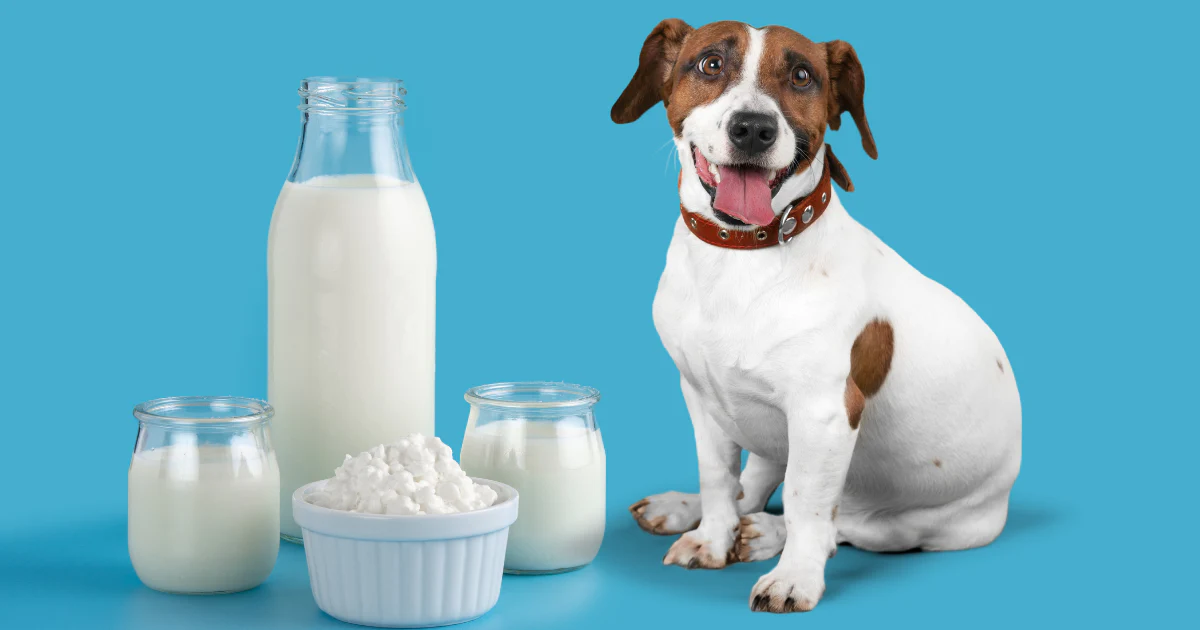 Is Milk Good for a Dog