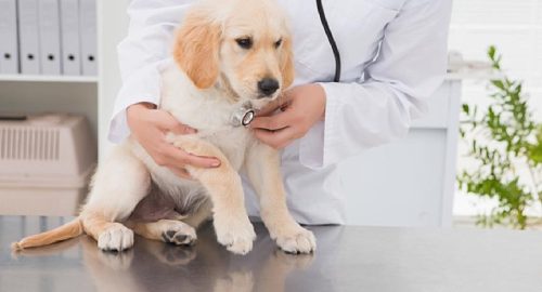 What should you not do after dog spaying