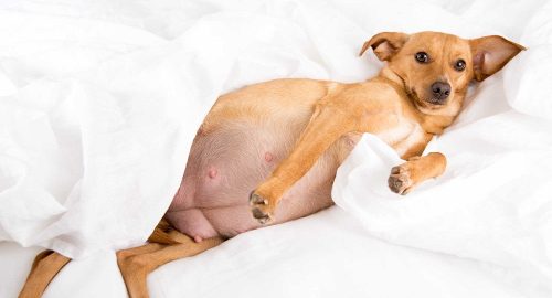 What will I need for my pregnant dog