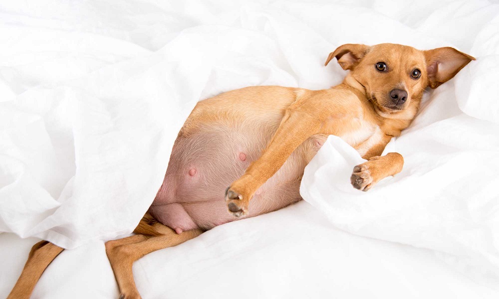 What will I need for my pregnant dog