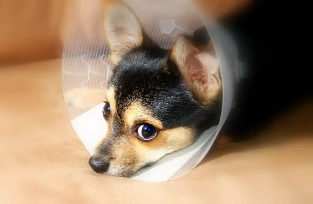 can i leave my dog alone after neutering