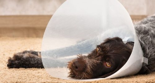 what helps pain after spaying