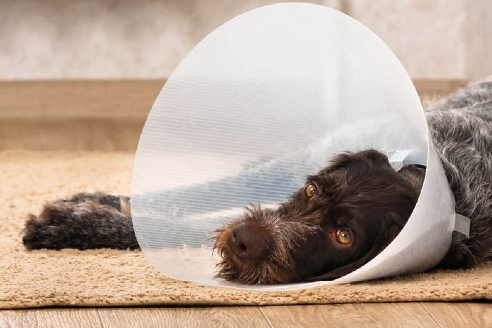 what helps pain after spaying