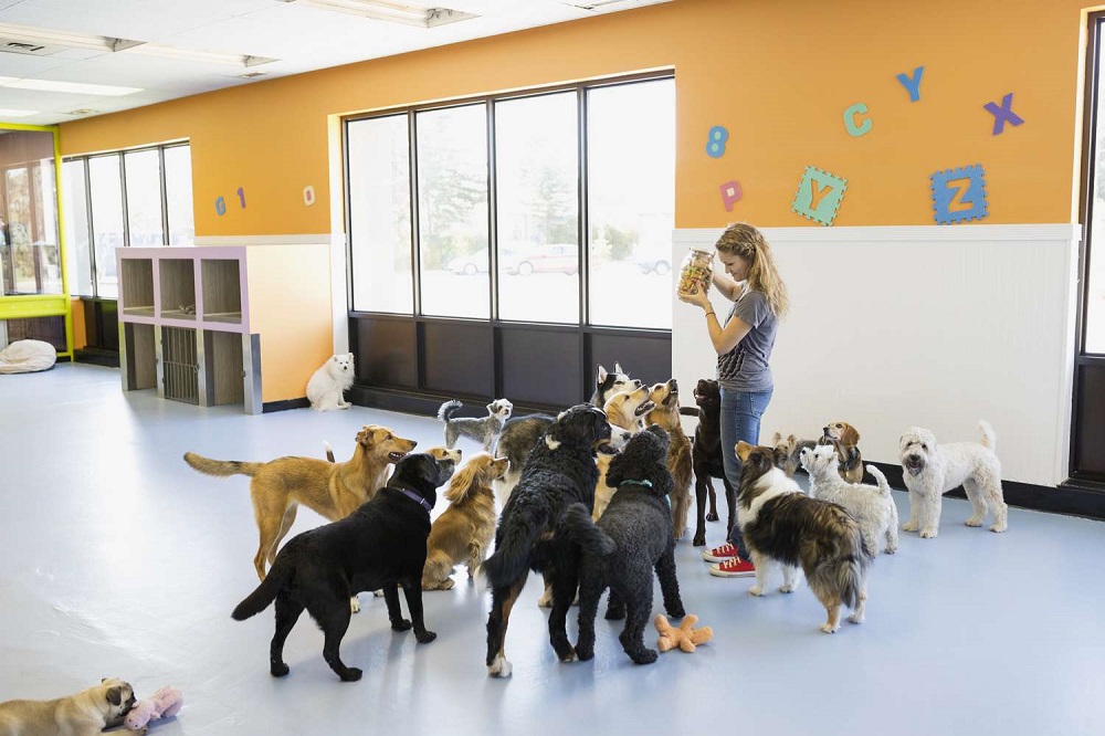 what is dog daycare