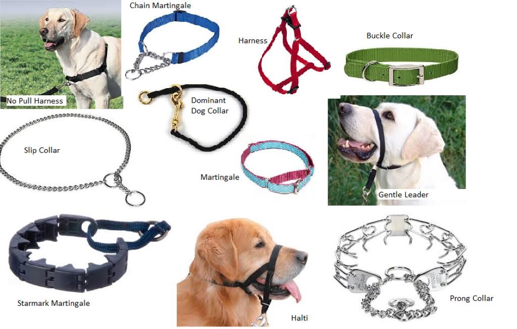 How do you train a dog with a collar