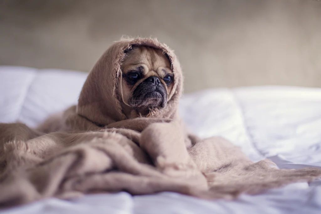 Why do dogs like fleece blankets?