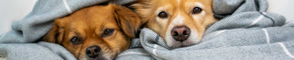 What type of blanket is best for dogs?