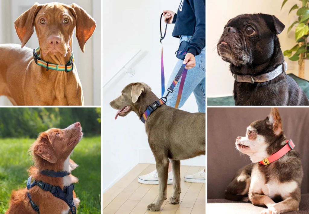 Can dogs chew through nylon leashes?