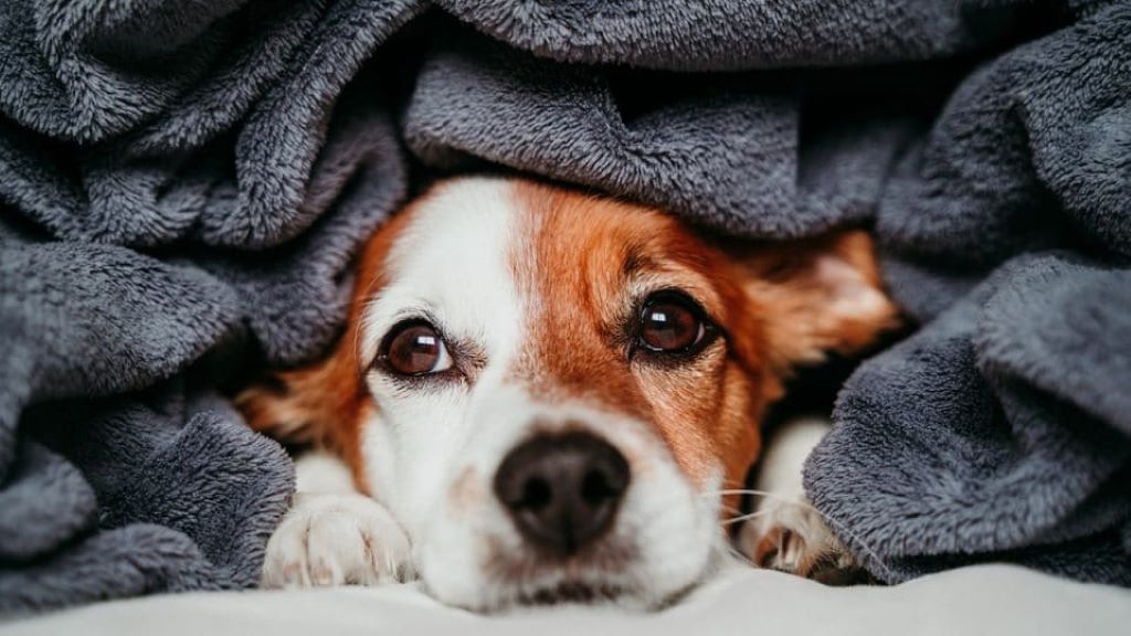 What type of blanket is best for a puppy