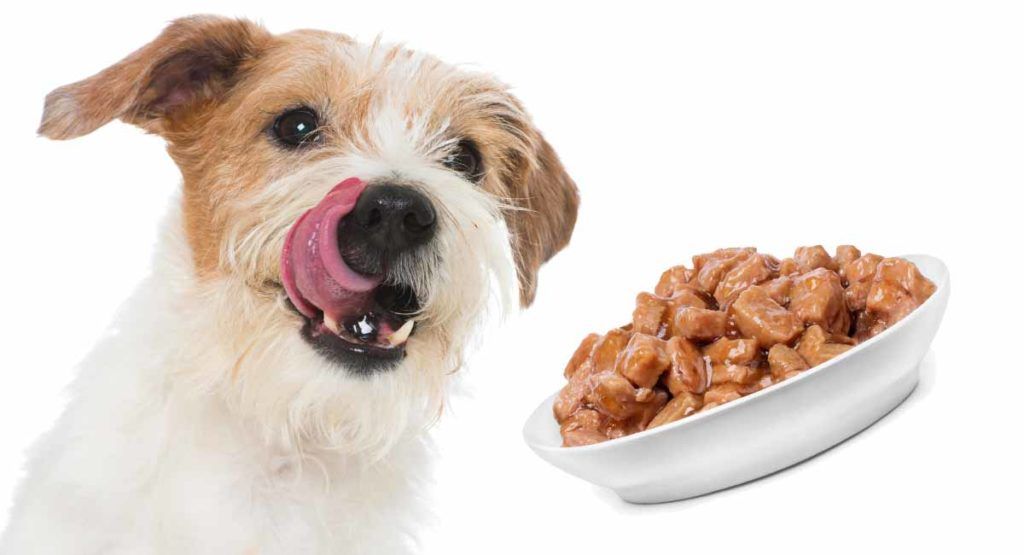 How do I choose wet food for my dog