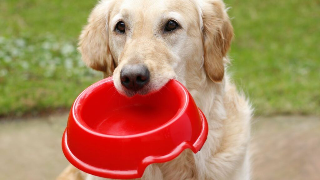 What type of bowl is best for dog food
