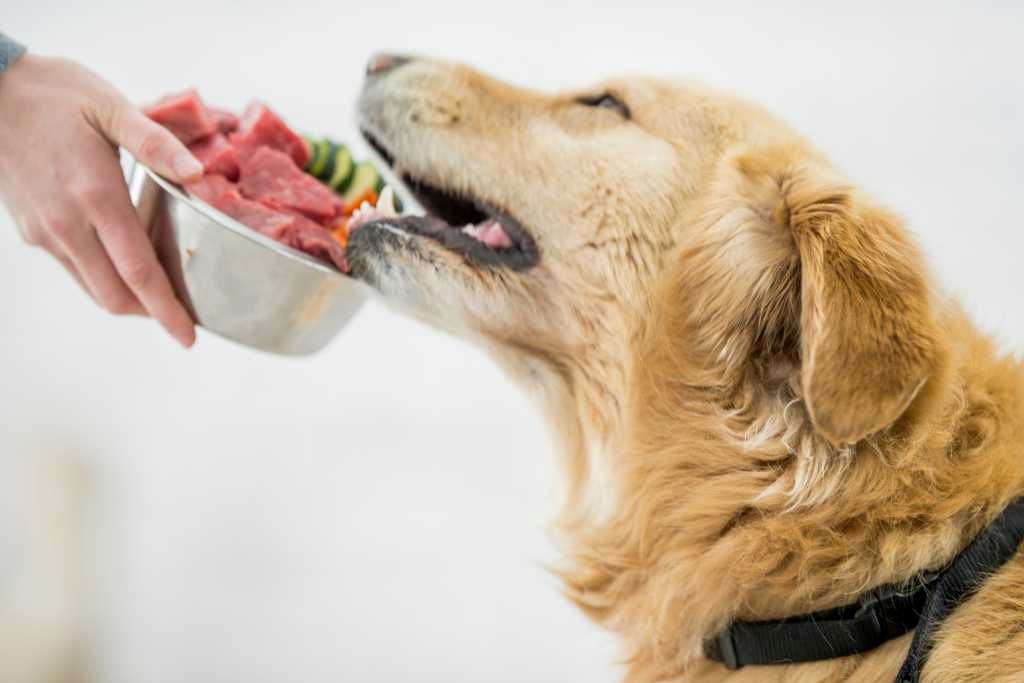 Is a raw diet healthy for a dog