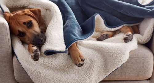 Are Sherpa blankets safe for dogs