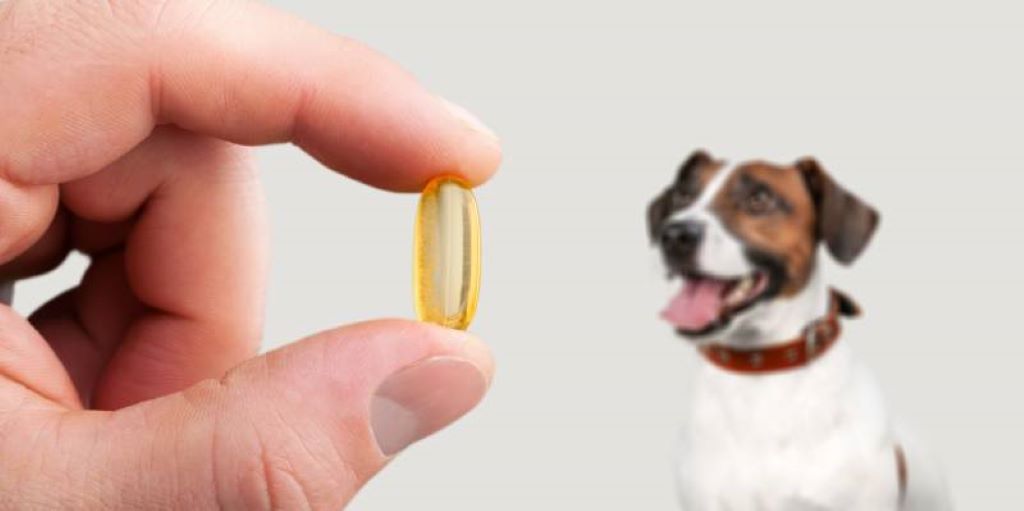 What supplements are best for dogs