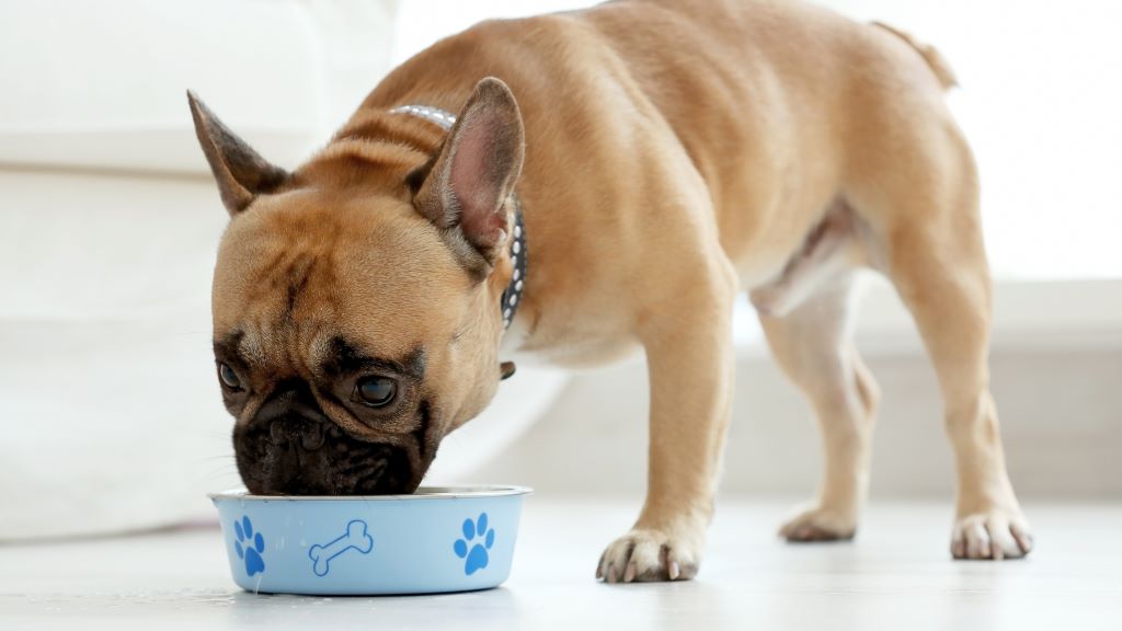 What is the best material for dog food bowls