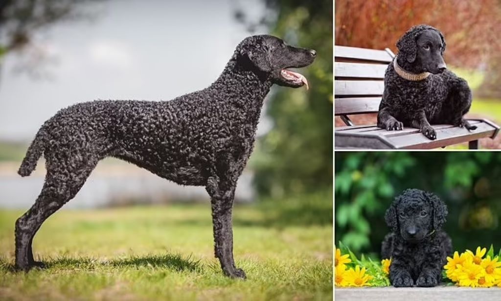 How to groom a Curly-Coated Retriever