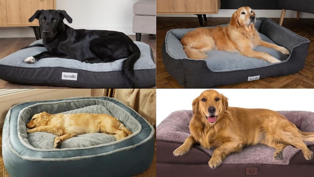 Are orthopedic beds better for dogs