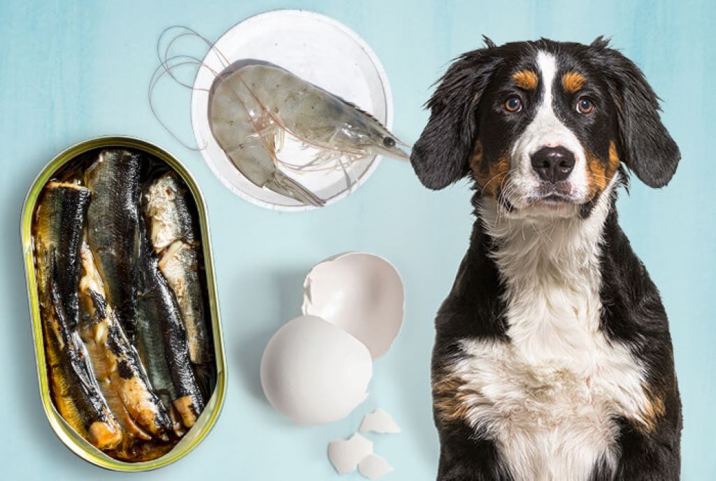 What food is high in calcium for dogs