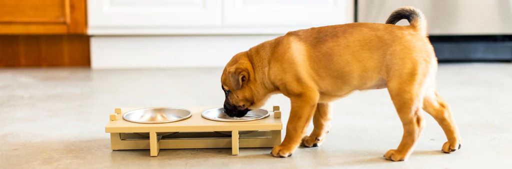 Are raised feeders better for dogs