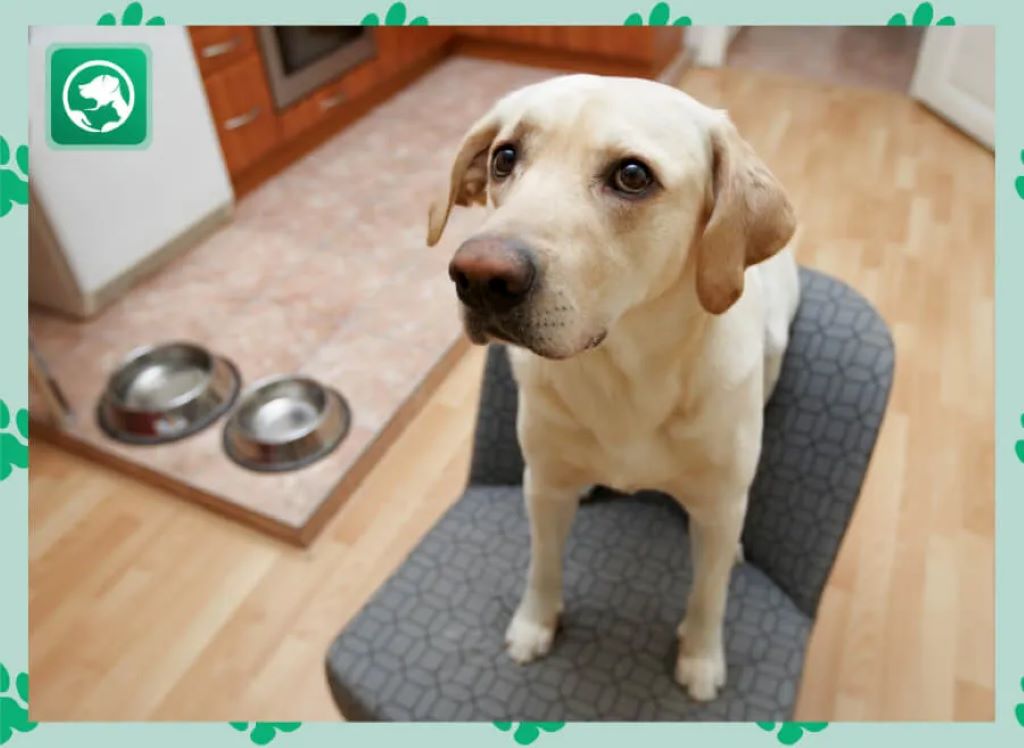 Cleaning and Maintenance Tips for Small Dog Food Mats: A Comprehensive Guide