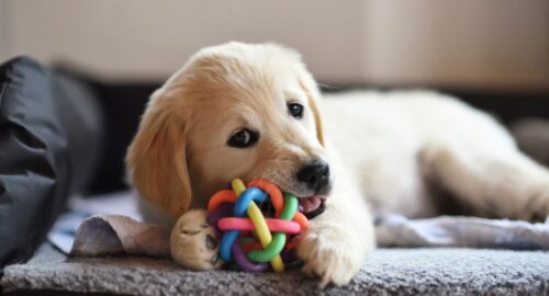 What chews are best for puppies