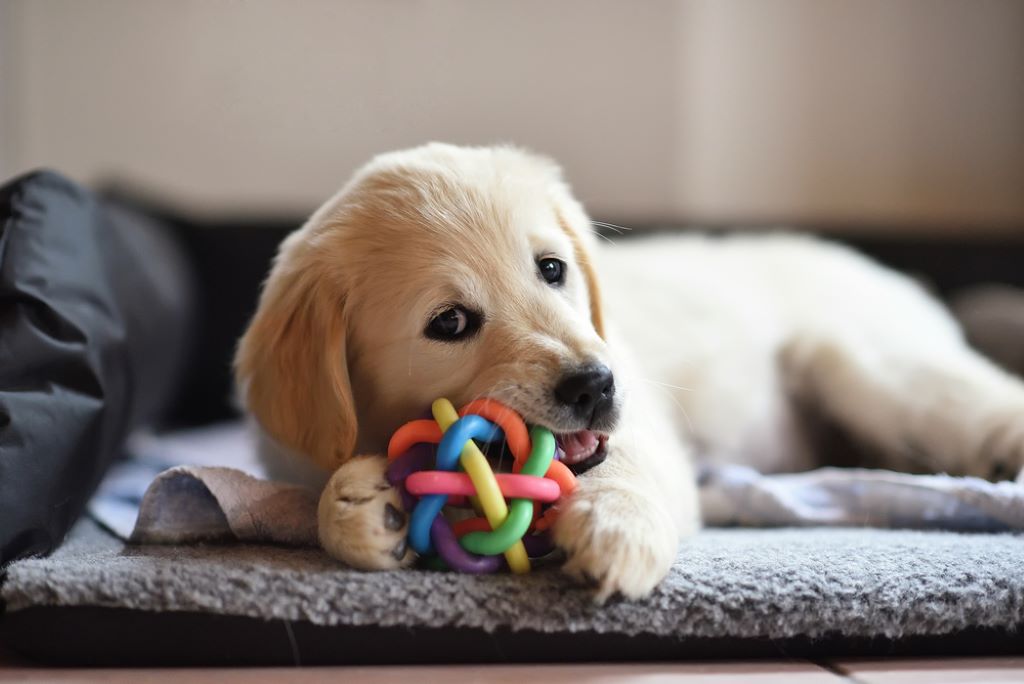 What chews are best for puppies