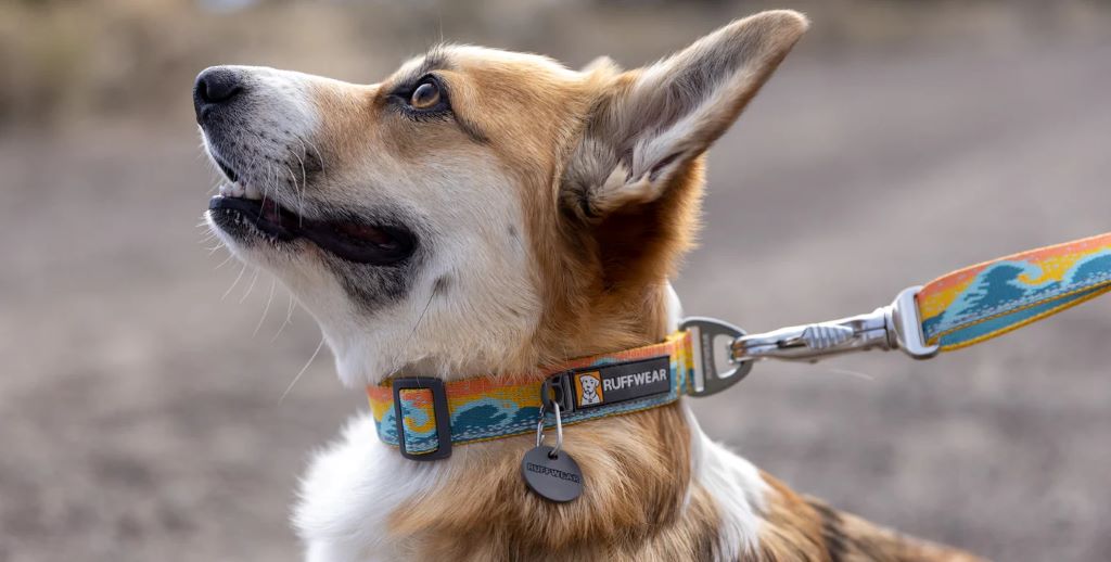 Do you have to put a dog's name on a collar