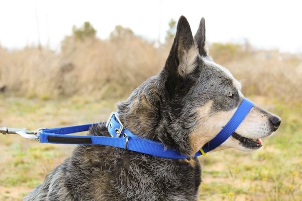 What collars do dog trainers recommend