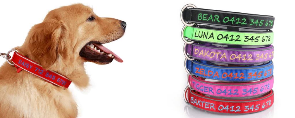 Are collars good or bad for dogs