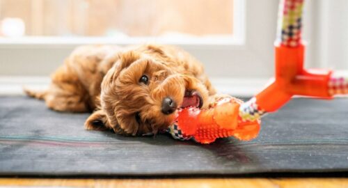 What is the safest chew toy for a puppy