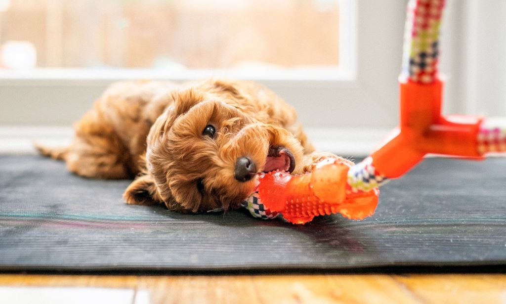 What is the safest chew toy for a puppy