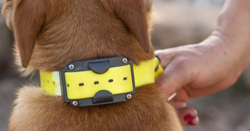 Are shock collars illegal for dogs