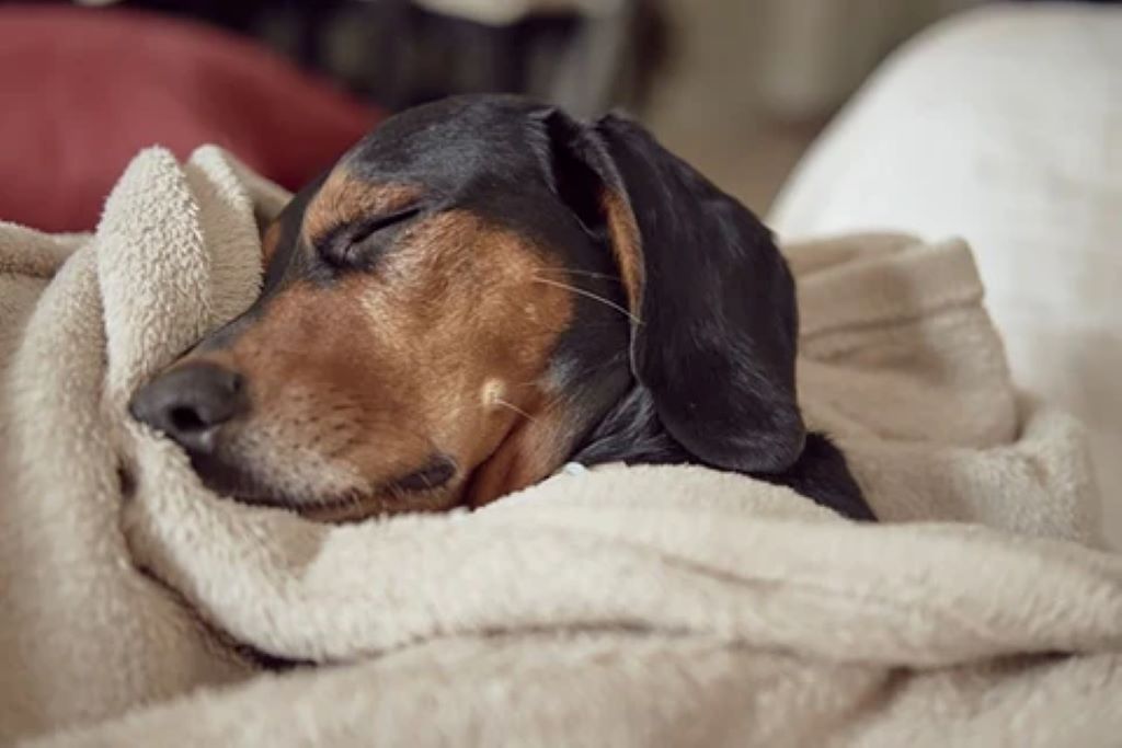 Do dogs need blankets when they sleep