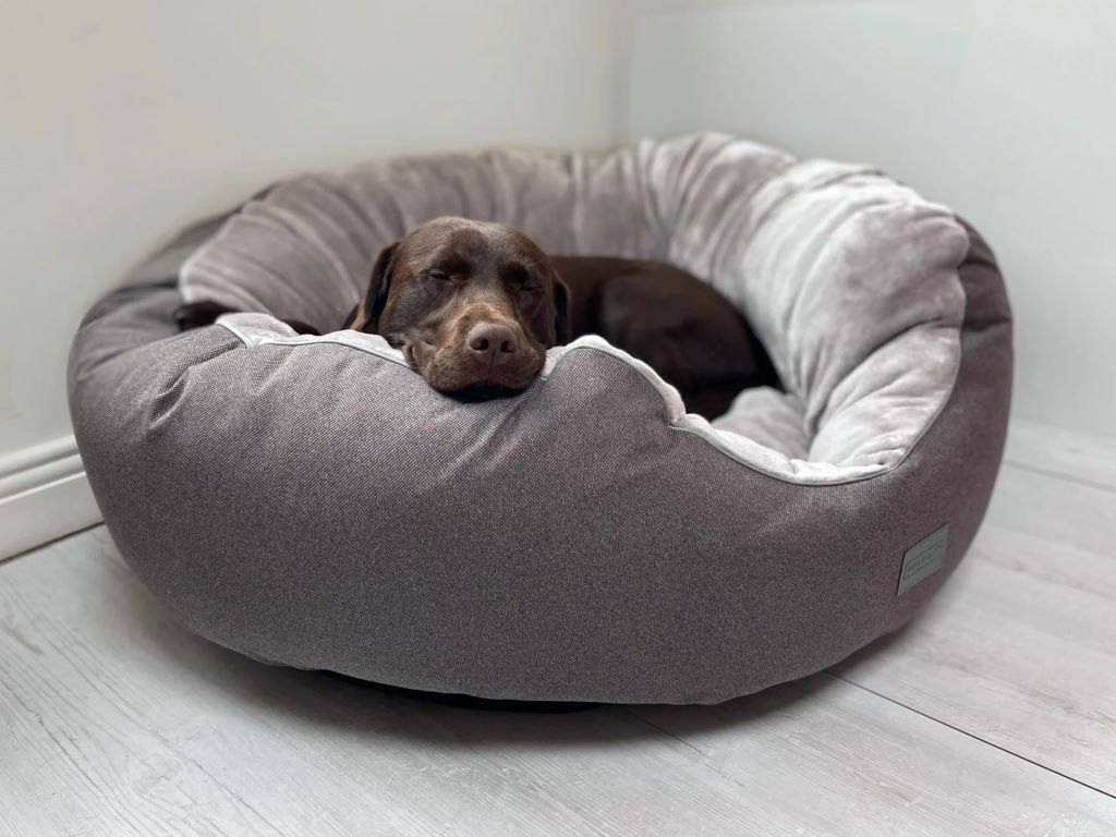 What type of bed is best for dogs