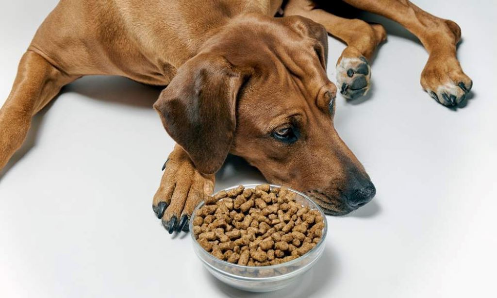 Is there really a difference in dog food brands