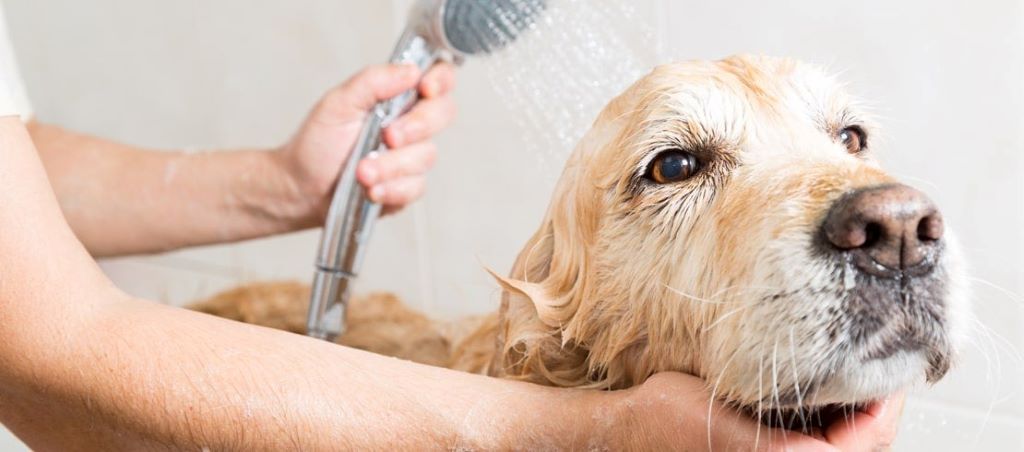 What is the proper way to wash a dog