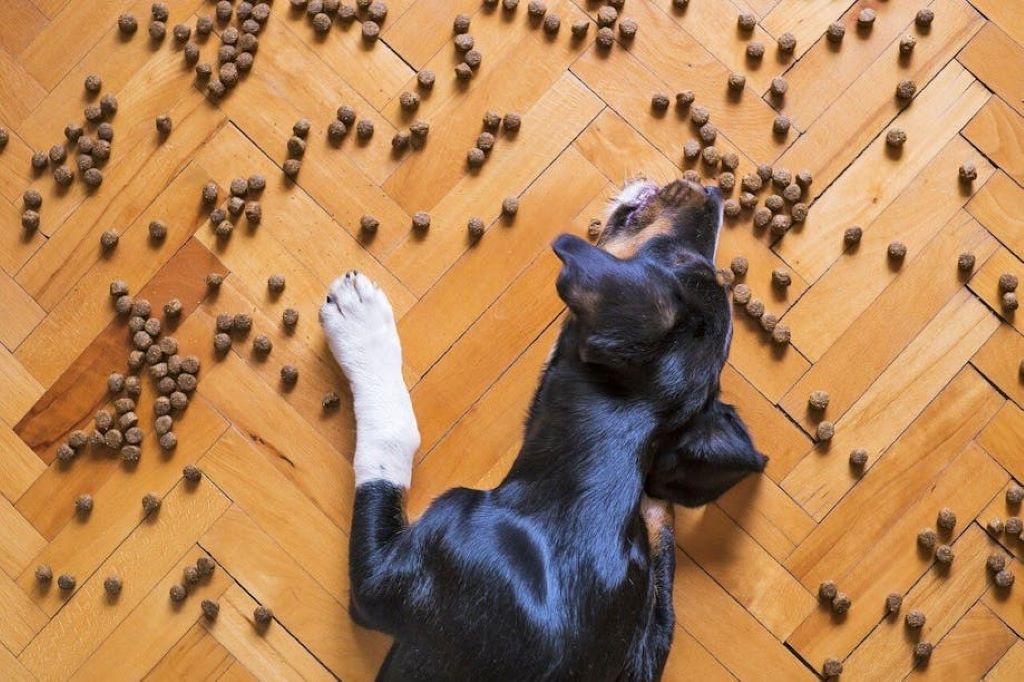 Why does my dog bring his food to the carpet to eat