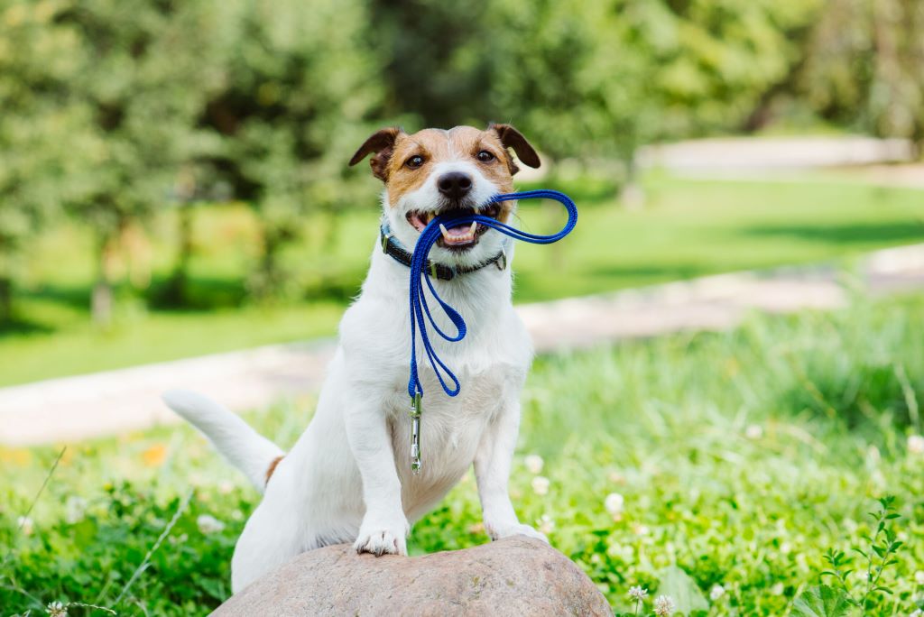 Why does my dog eat his leash when he