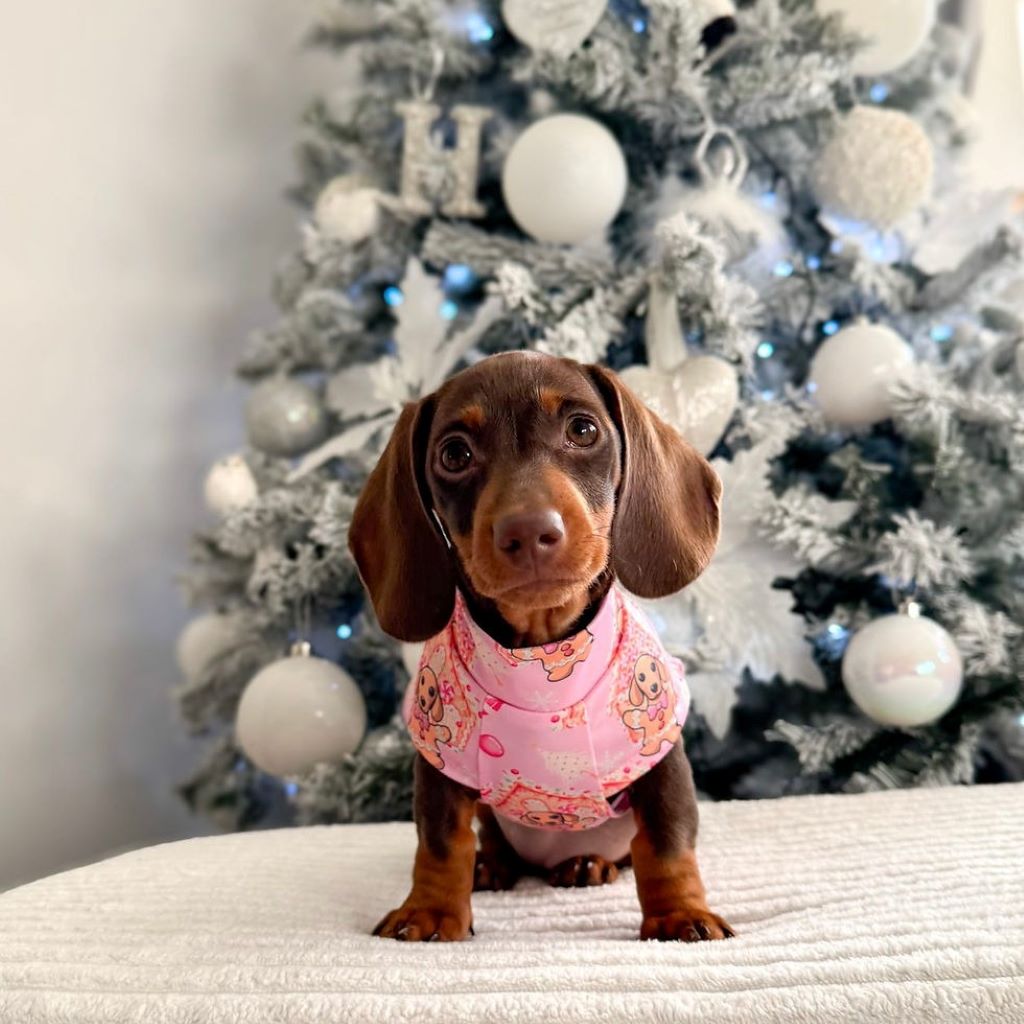 The Ultimate Guide to Ugly Christmas Sweaters for Dogs