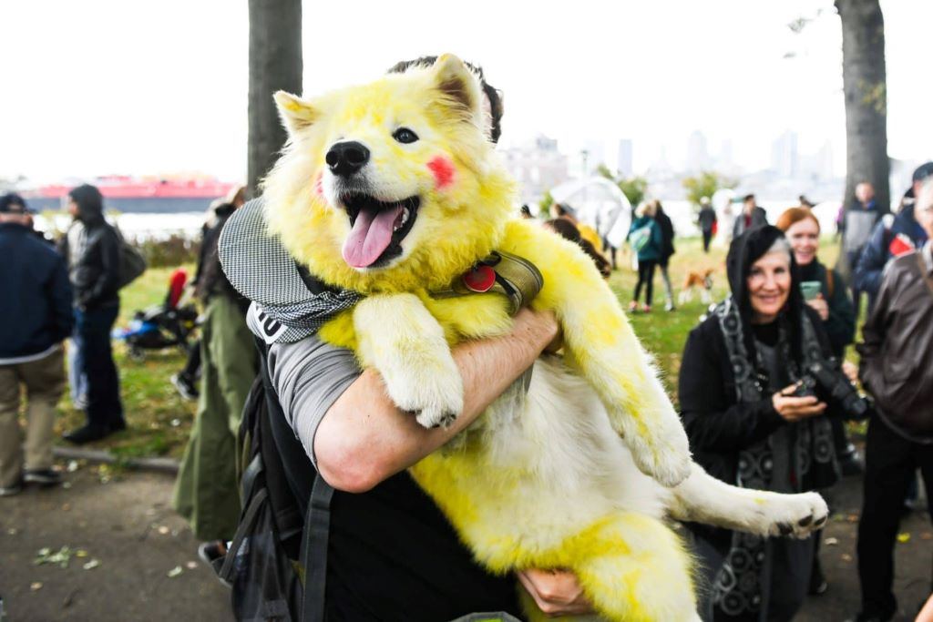 Dog hair colour dye ideas for grey hair