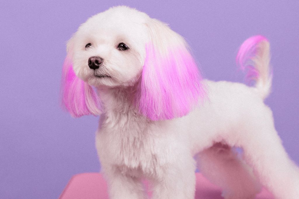 How to Dye Your Dog's Hair at Home Using Kool-Aid