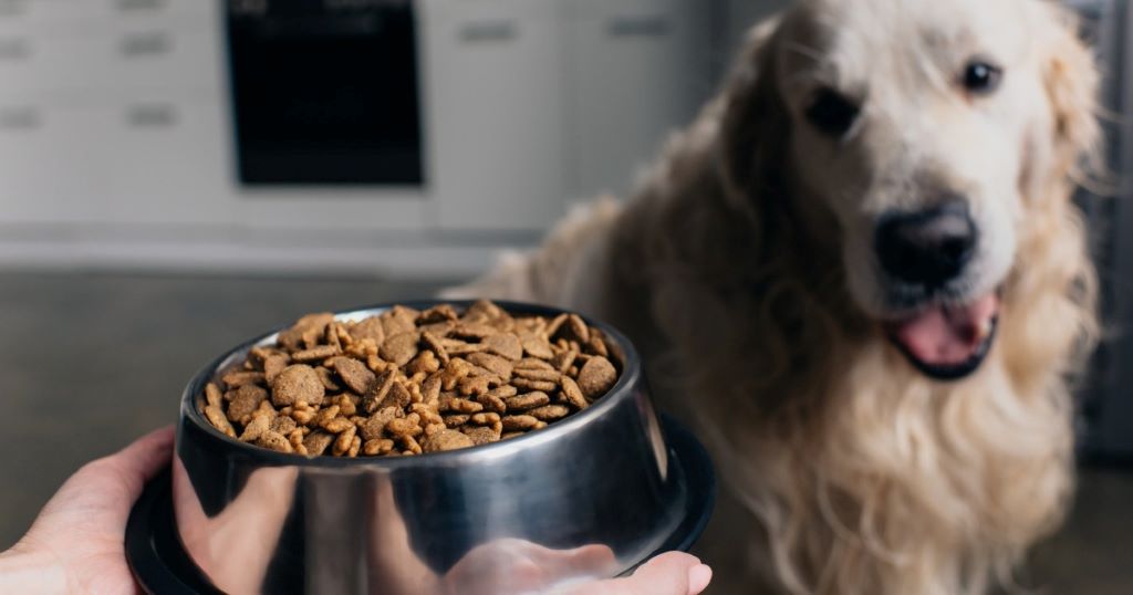 Feeding Mature and Senior Dogs