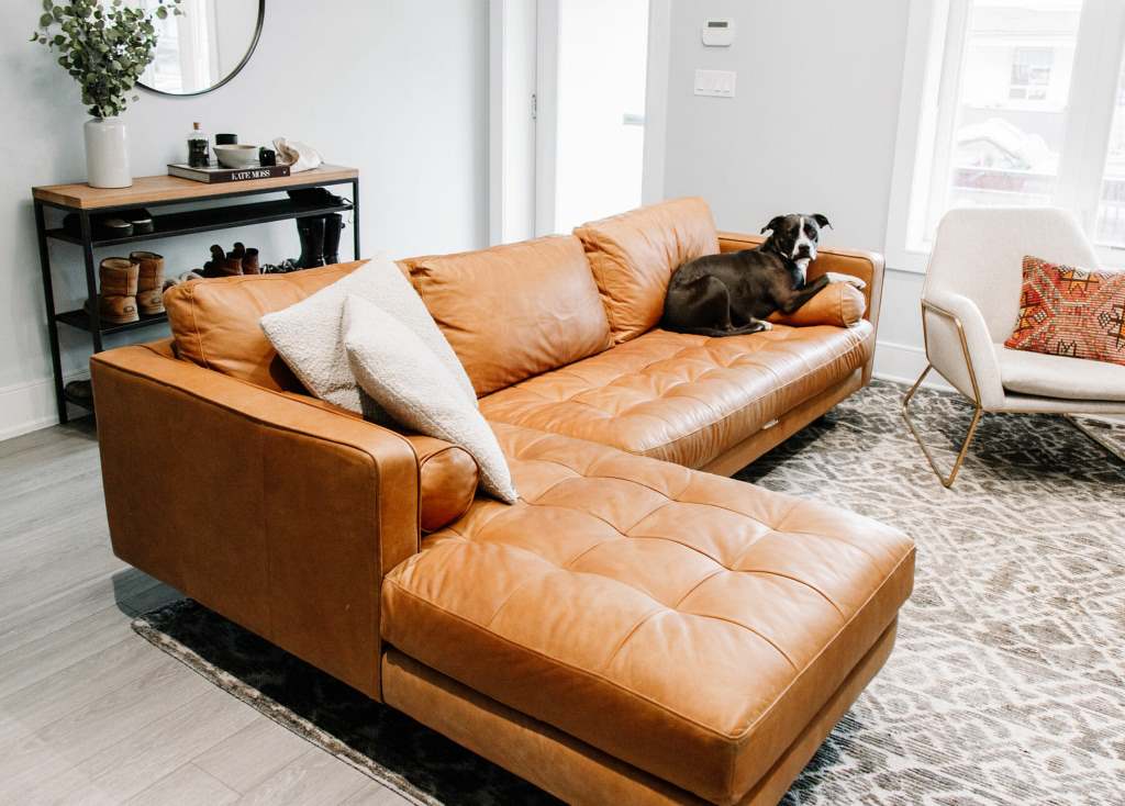 Best Couch Material for Dogs: Durable, Pet-Friendly Fabrics for Your Home