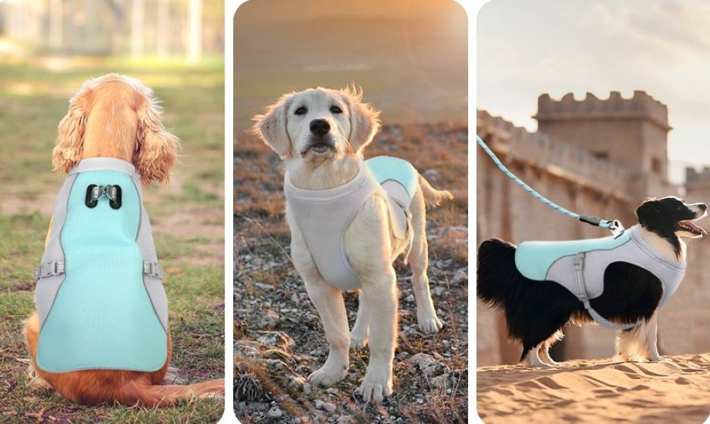 Dog wearing SGODA cooling vest harness on a sunny hike, with reflective strips visible.