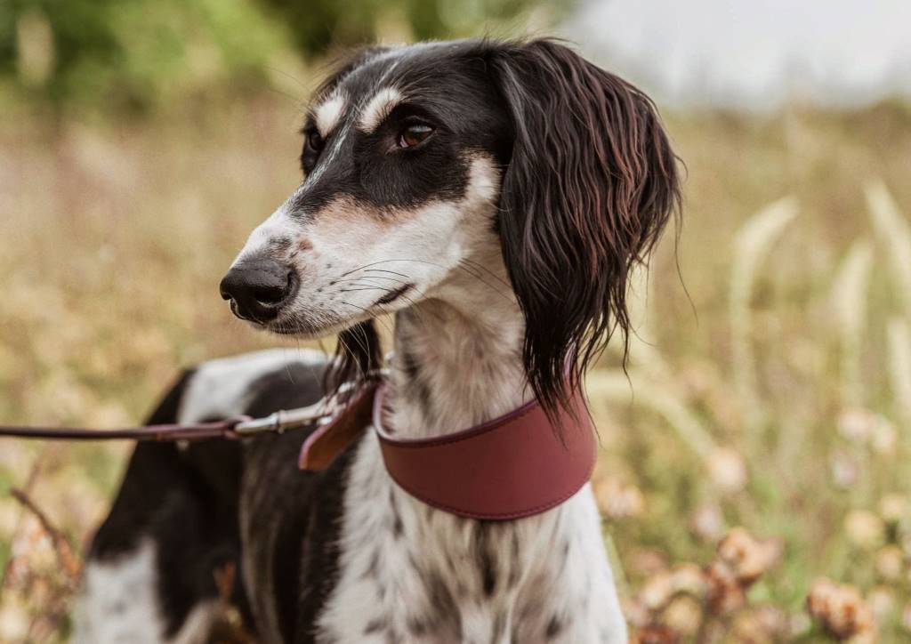 Why Do Greyhounds Need Special Wide Collars?